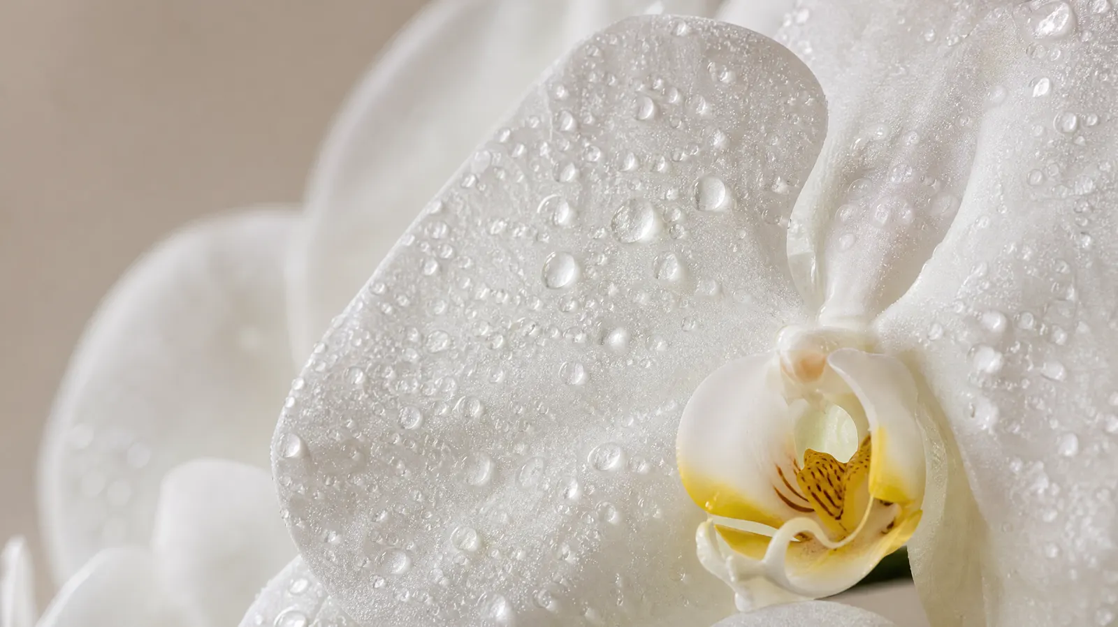 Softness, magnified.