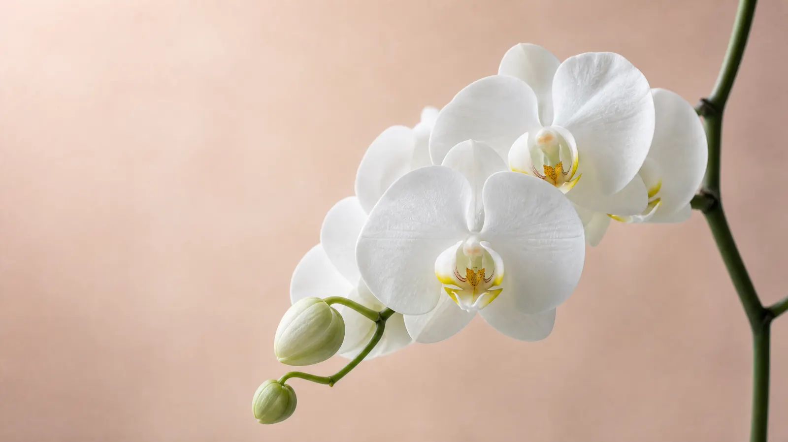 A white orchid in full bloom